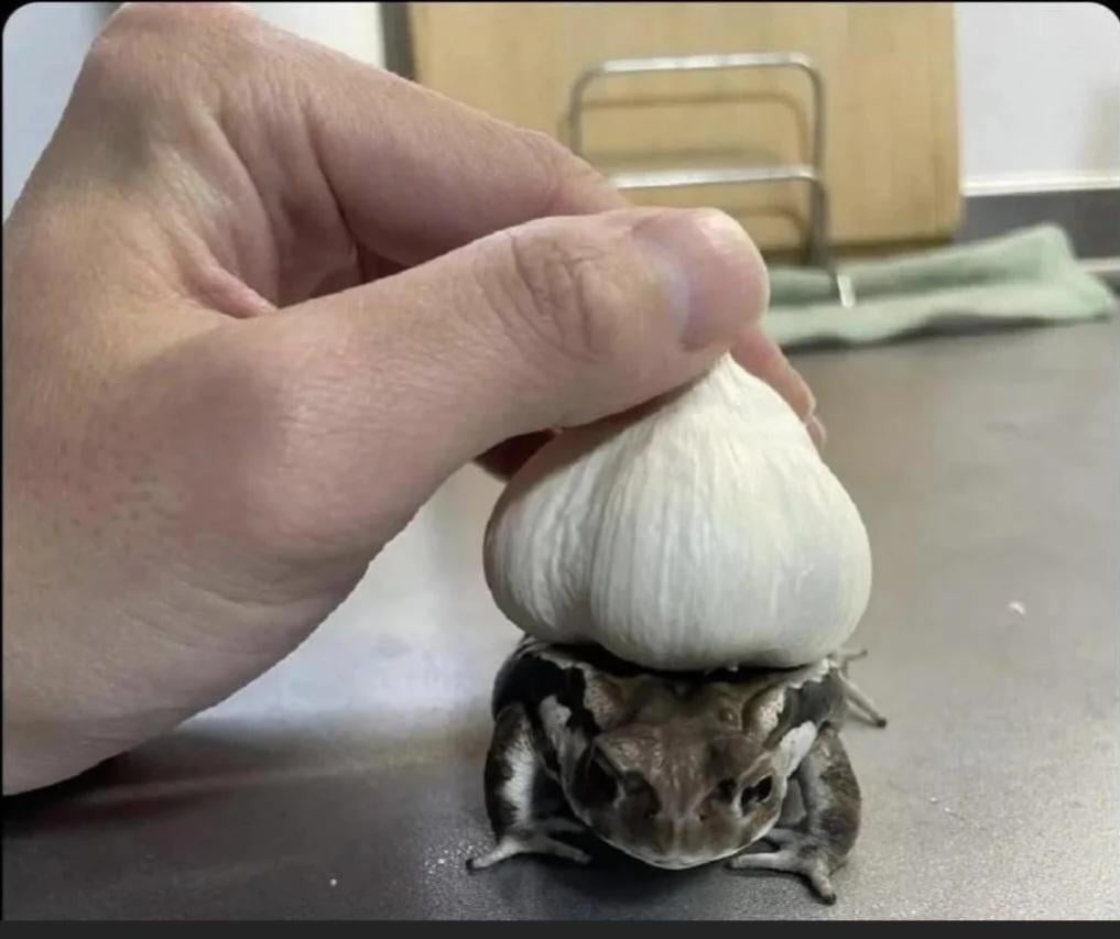 Garlic on a Frog looks lowkey like a BULBASAUR 🤘