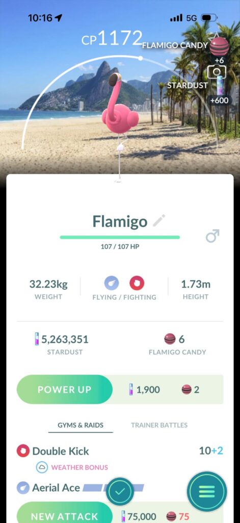 Flamigo with Rio BG is live