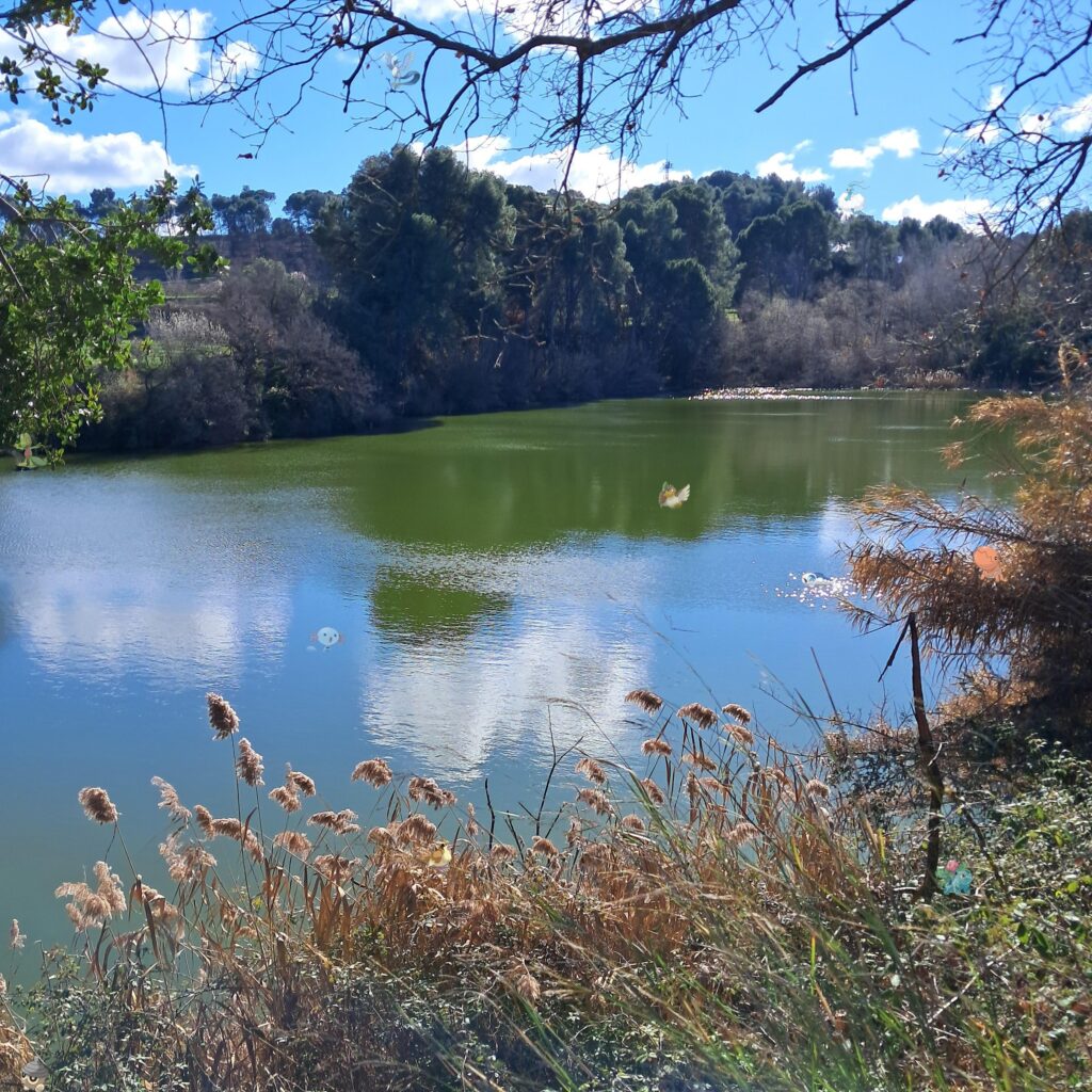 Zoom in and find 10 Pokémon