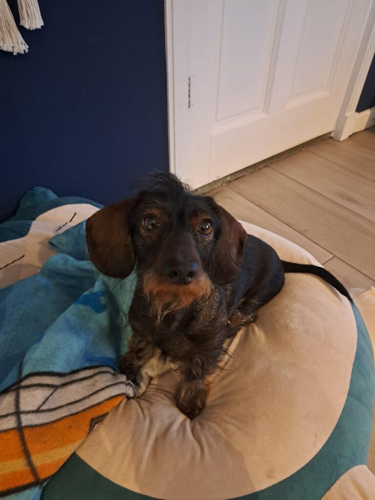 My ween and her Snorlax plush!