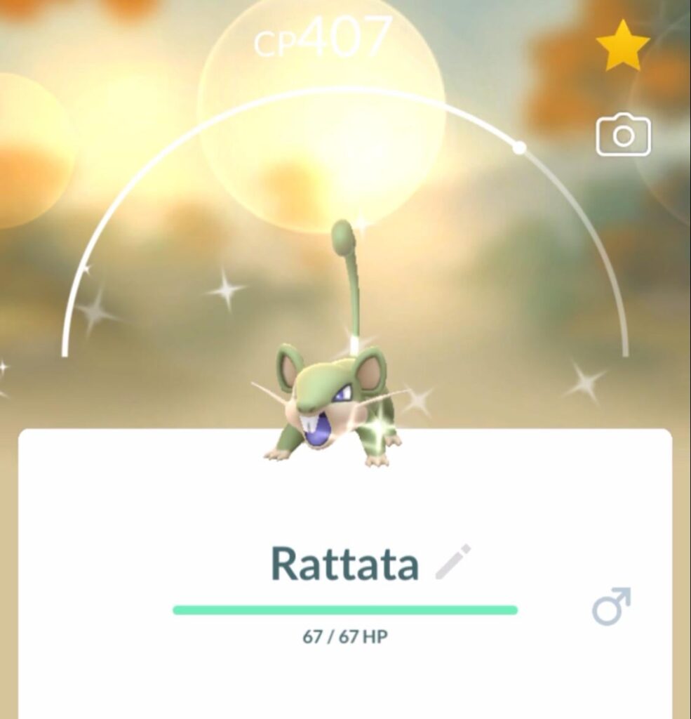 How rare is this shiny rat I caught today?