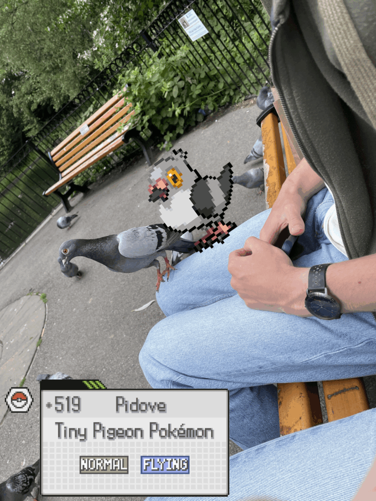 Pidove and Feral Pigeon