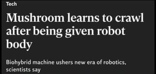 Future paradox Foongus