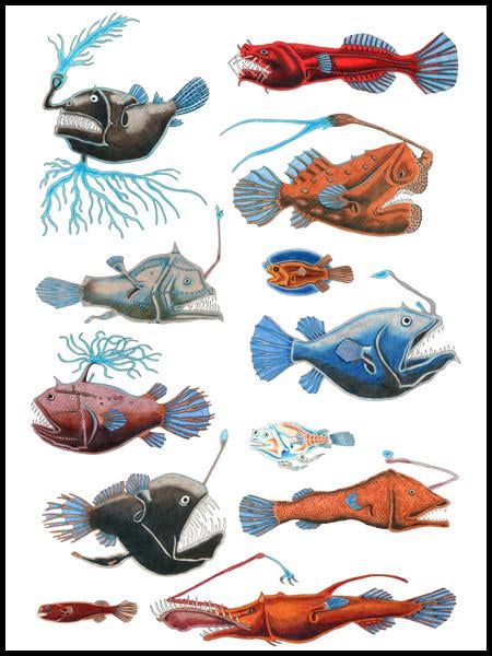 Animals you want as Pokemon all over again, and why?