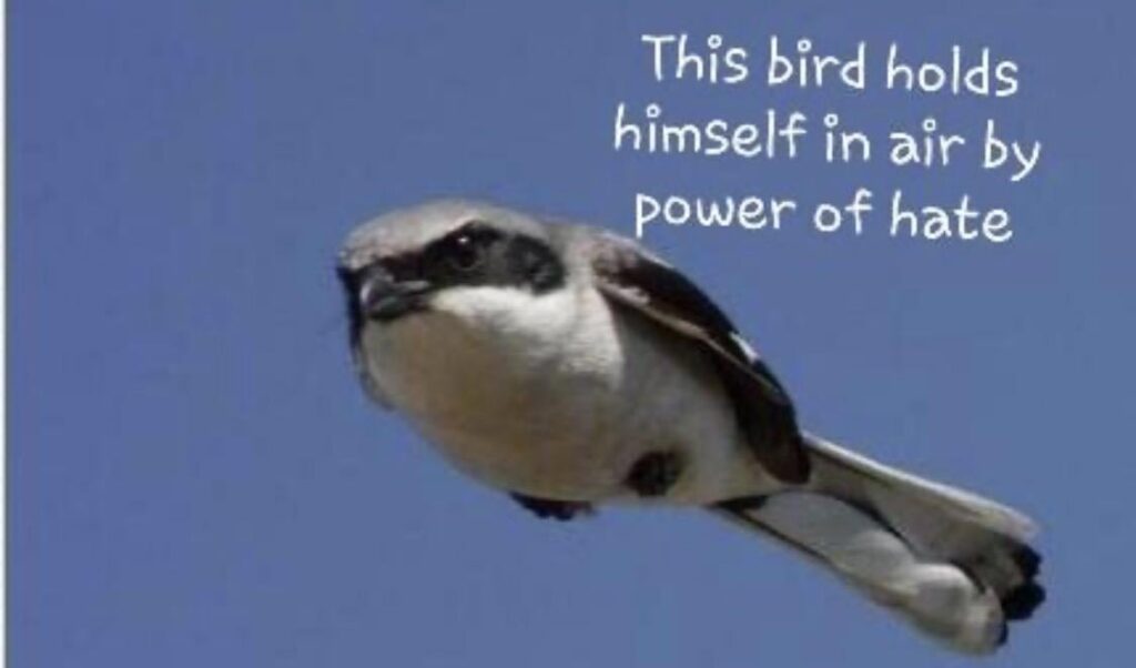 Browt will be a grass/psychic