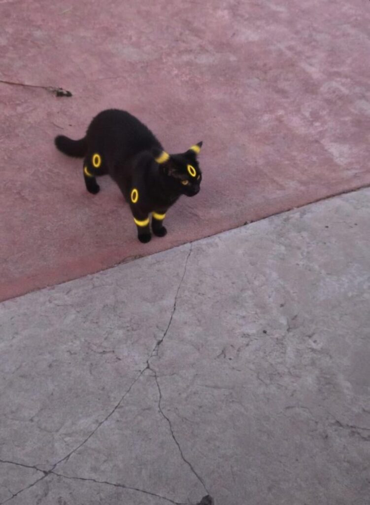 Just wanted share Umbreon I caught