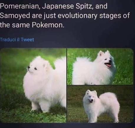 Someone at TPC must have seen this old tweet. Calling it now, Pombon evolves into Flamoyed