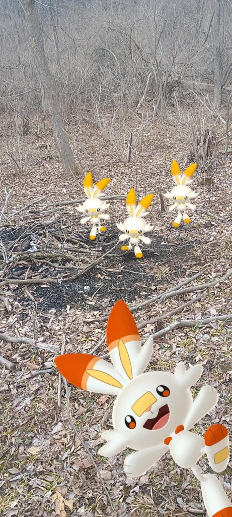I caught some shiny Scorbunny yesterday. They seem mischievous so far.