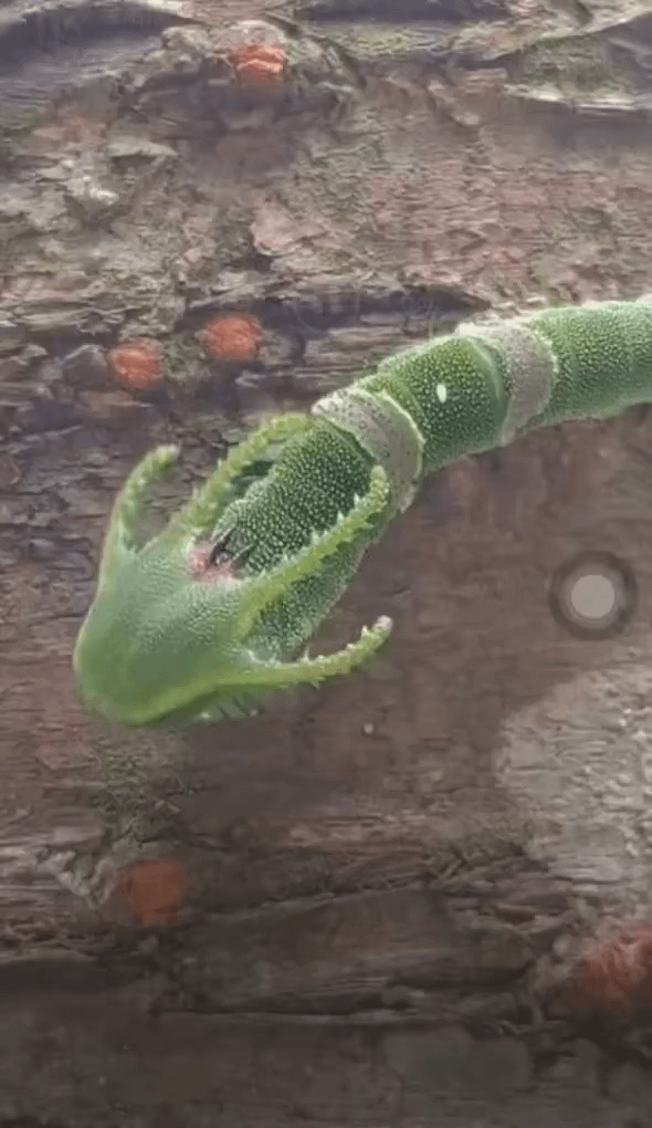 Rayquaza spotted in the wild!