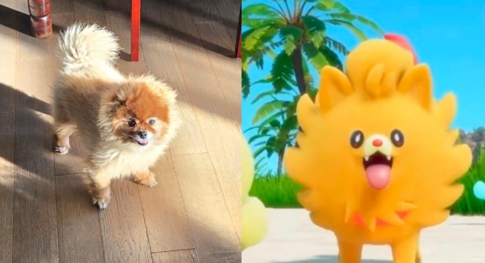 My Dog Leo was looking extra Pombon today