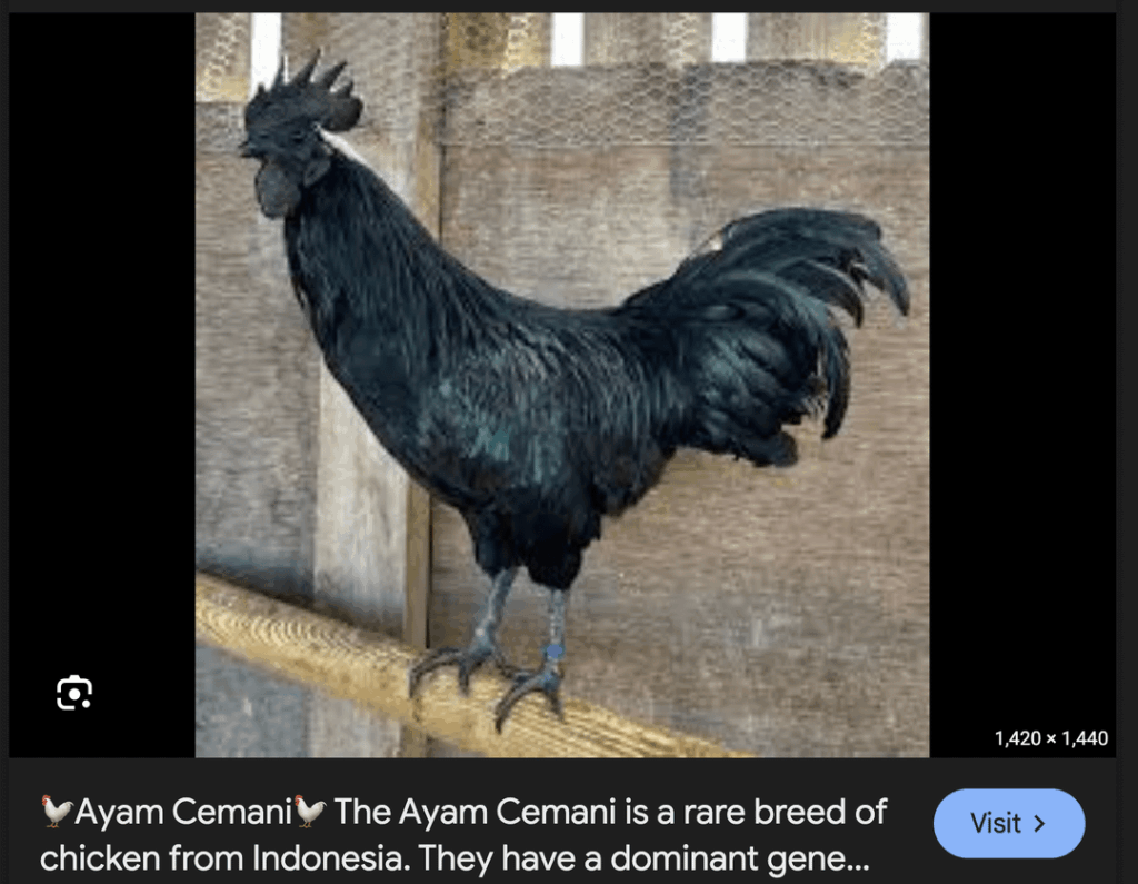 Browt will be based on an Ayam Cemani Chicken (Prediction)