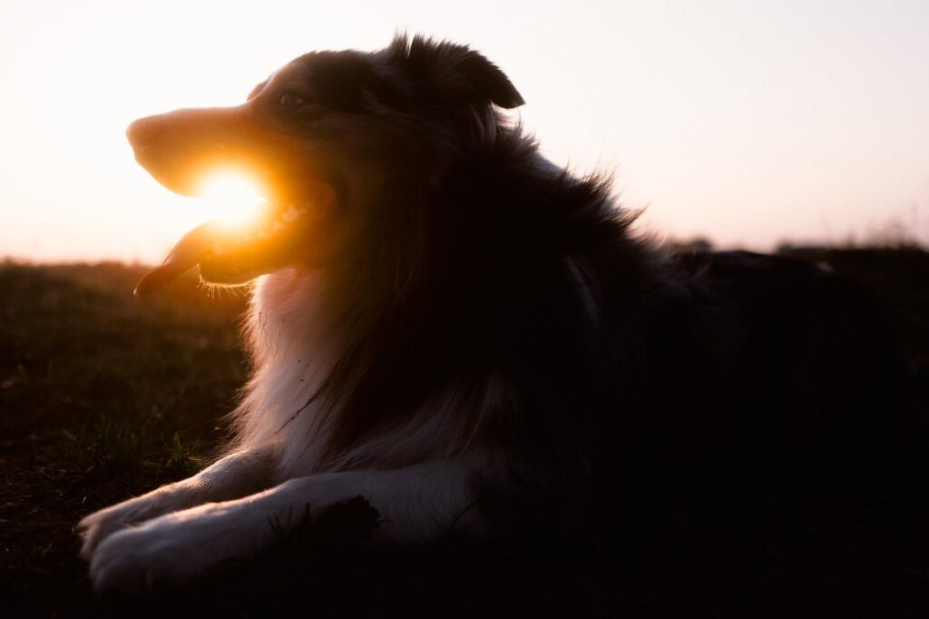 Arcanine practicing Fireball