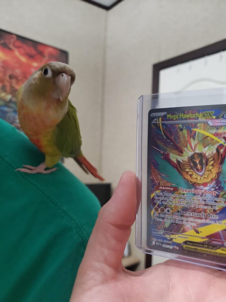 pulled a bird with the bird