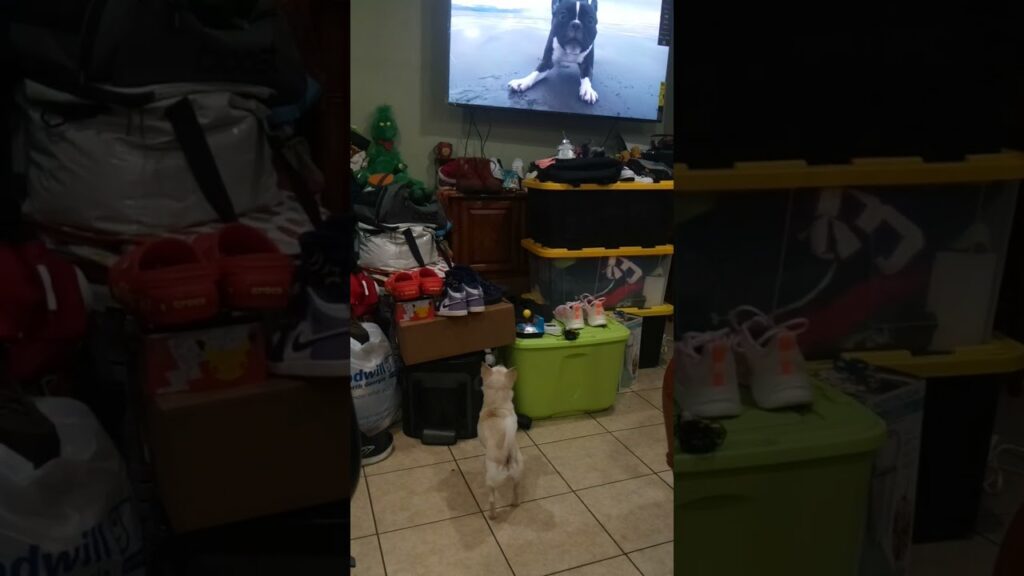 Puppy Reacts To Dogs Barking!?!