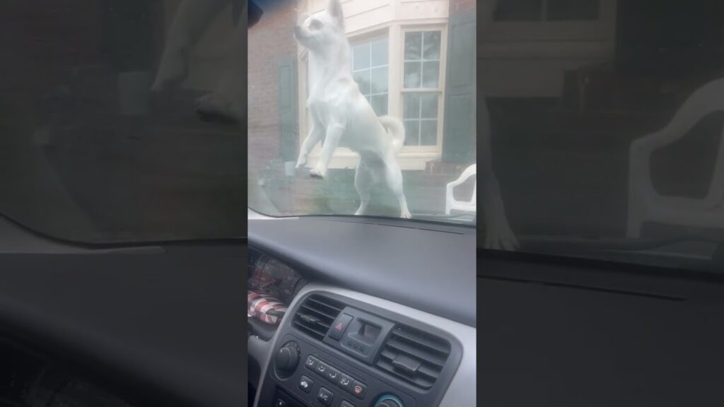 Puppy Jumps On Car Does Not Want Us To Leave#puppy #love #