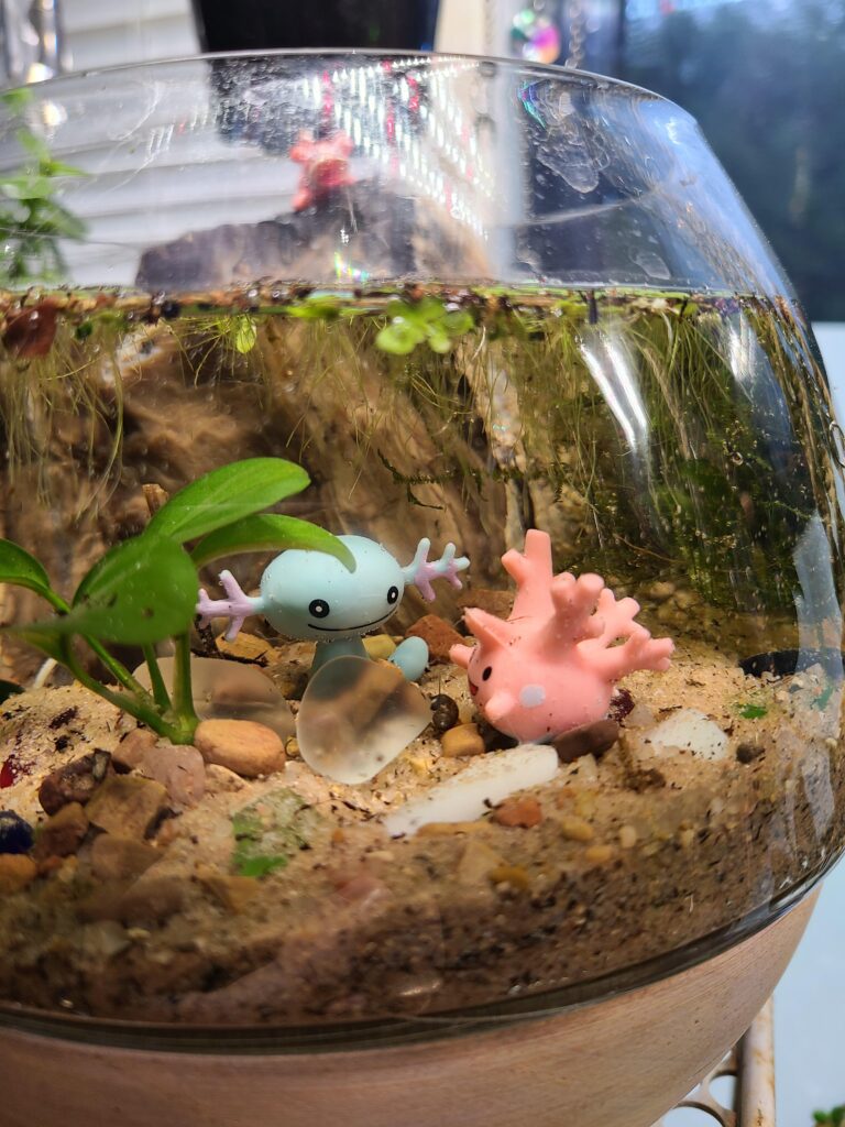 Whooper and Corsola have found a mysterious object! A minature aquarium