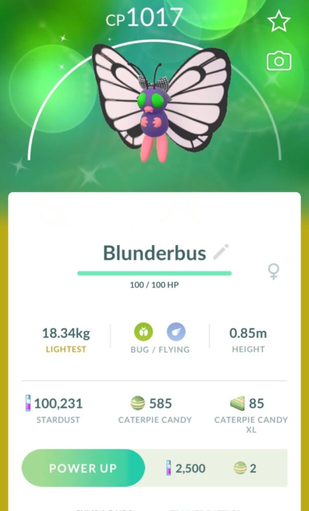 Shiny bow butterfly