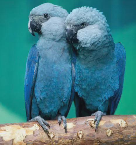 What bird species do you want to have based on a Pokémon some day?