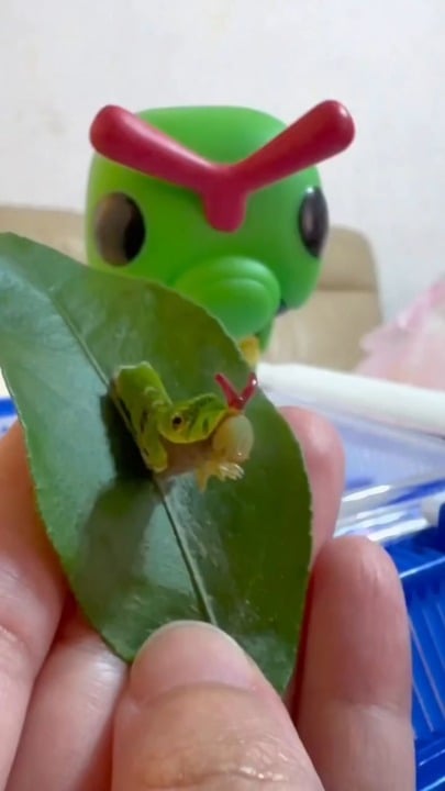 Caterpie next to IRL Caterpie