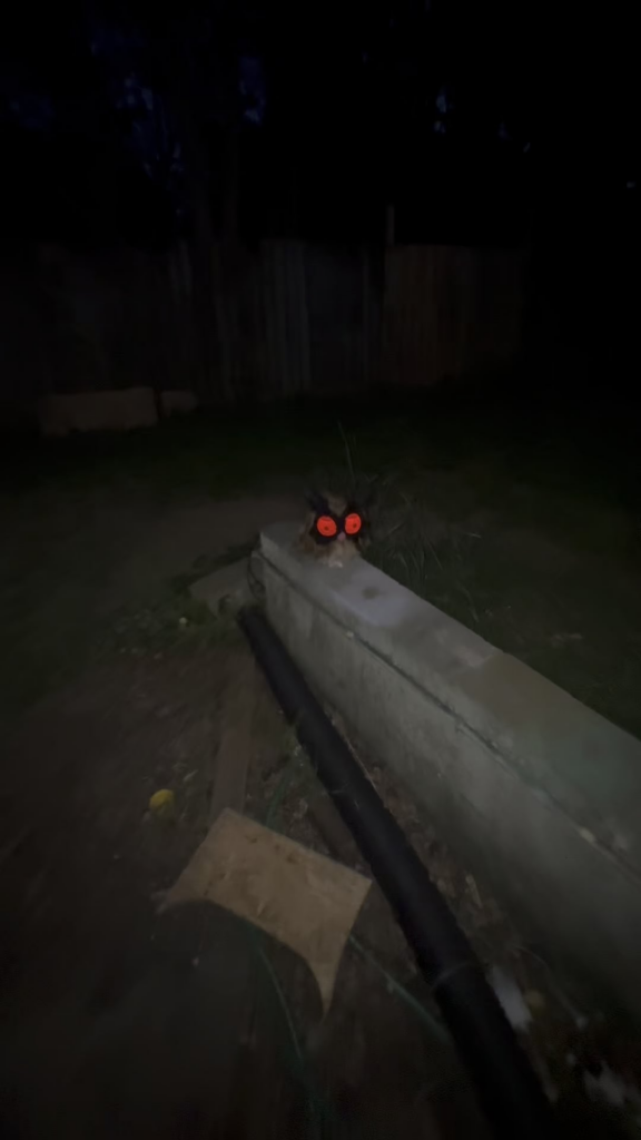 I made an animatronic Hoothoot