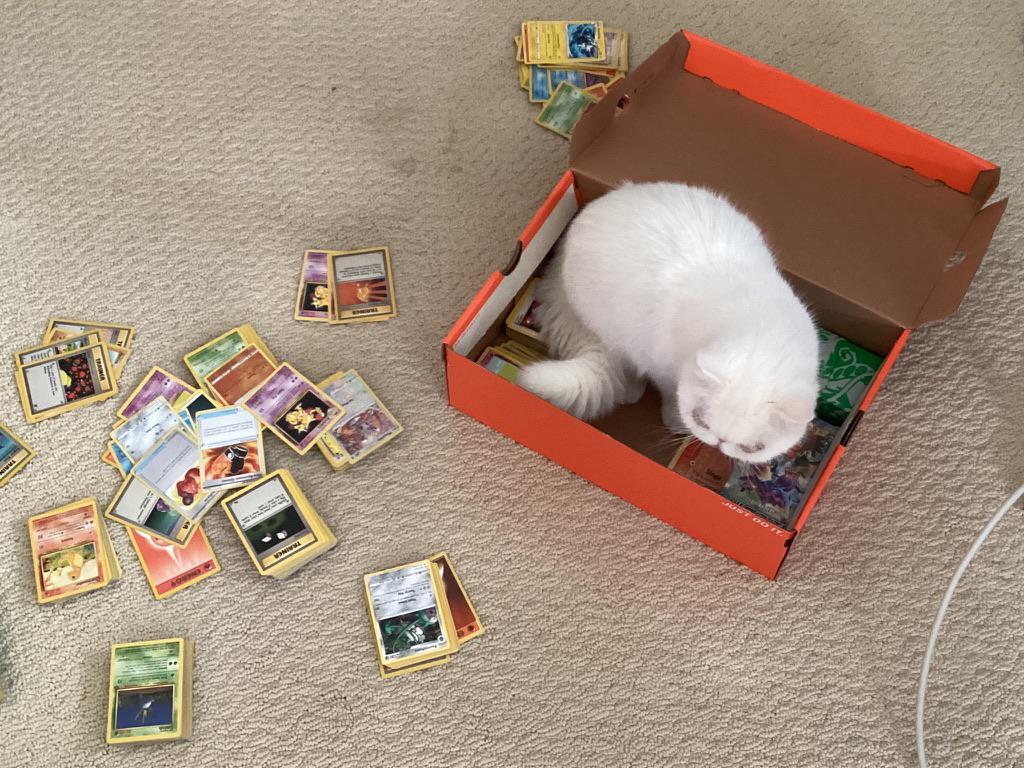 Was sorting through my old cards when my cat decided she wanted in on the fun too.