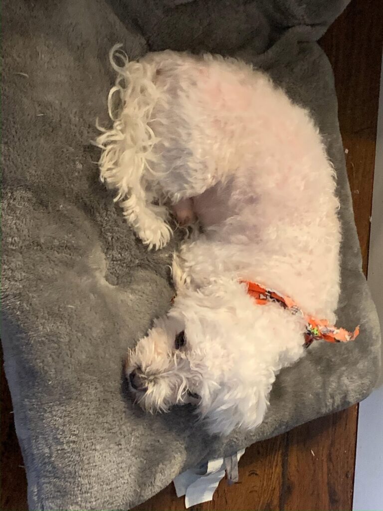 Pokemon like my dog