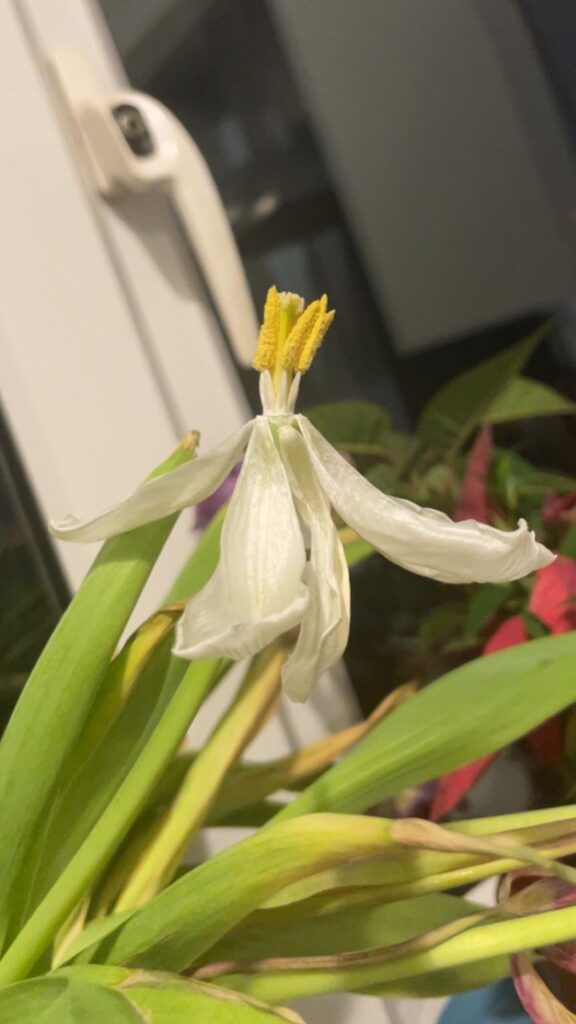 This plants reminding me of a pokemon but I can’t work out which. Not gardevoir though. Thanks :)