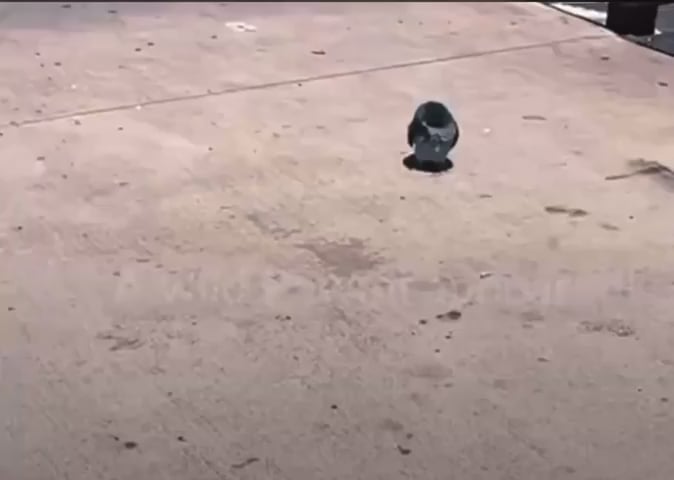 These galarian birds are so hard to catch…