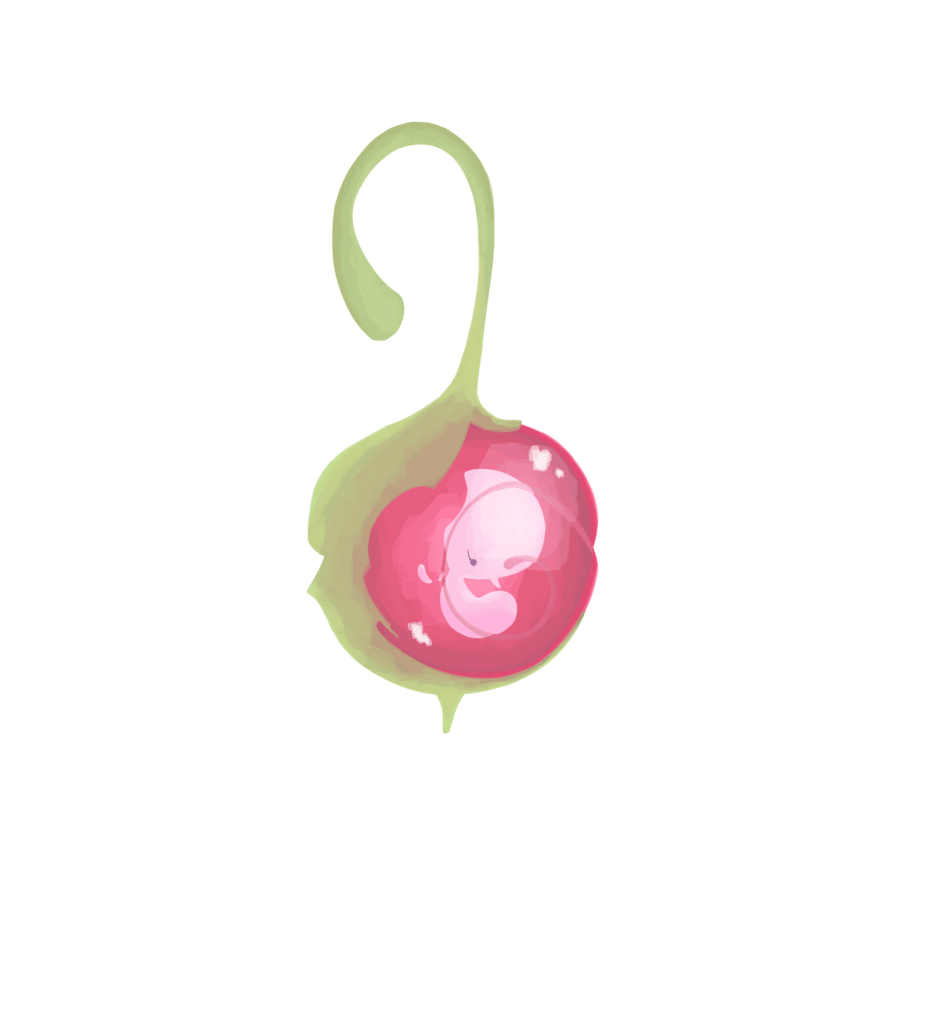 Fetus fruit Pokémon